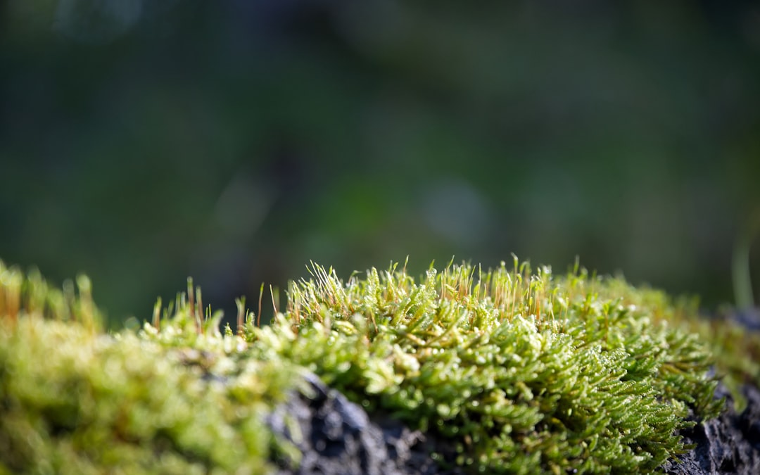 a close up of moss growing on a rock