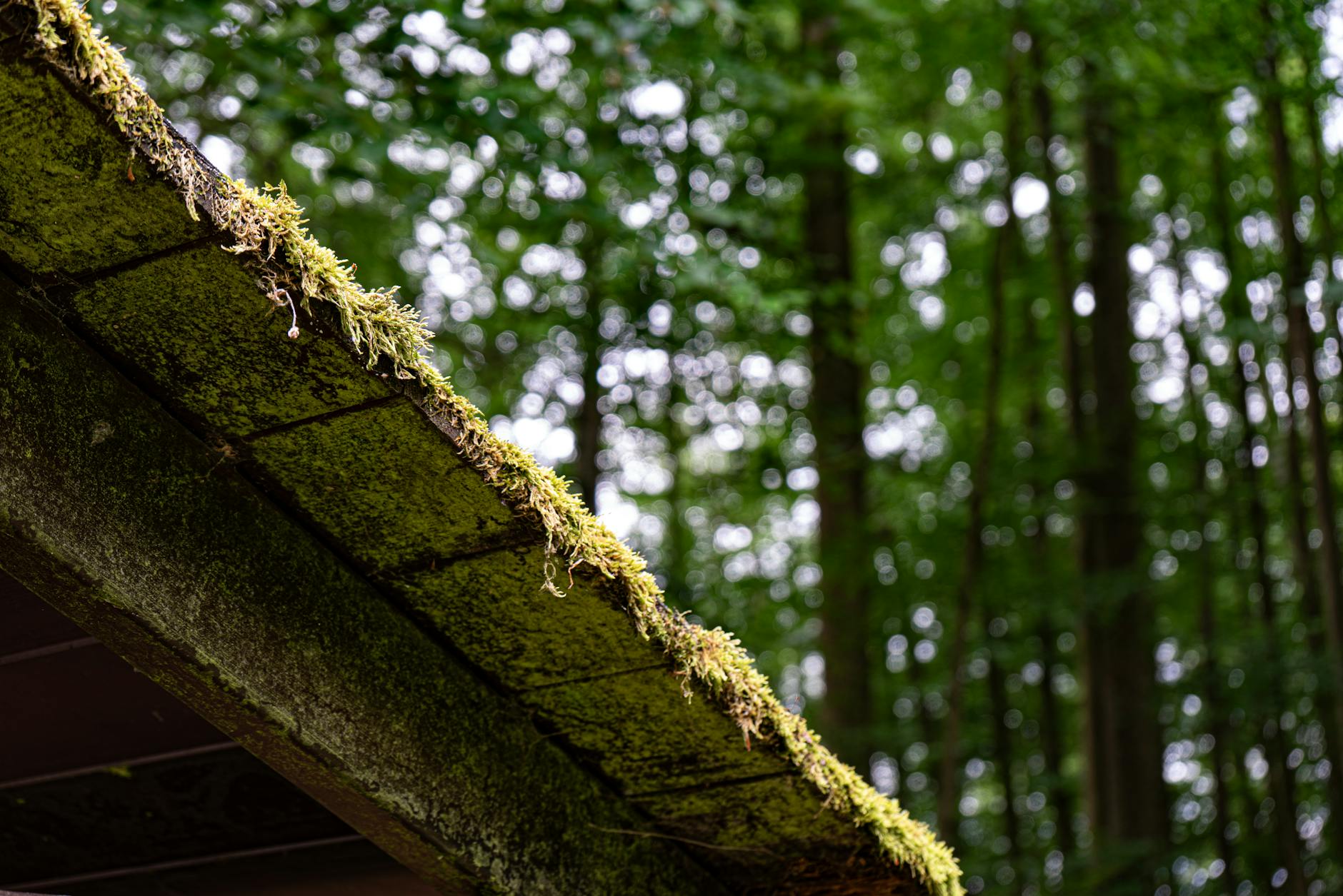 Moss-covered roof edge against a backdrop of tall green trees in a serene forest.