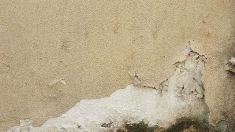Stockflecken an der Wand: Ursachen und Beseitigungstipps
