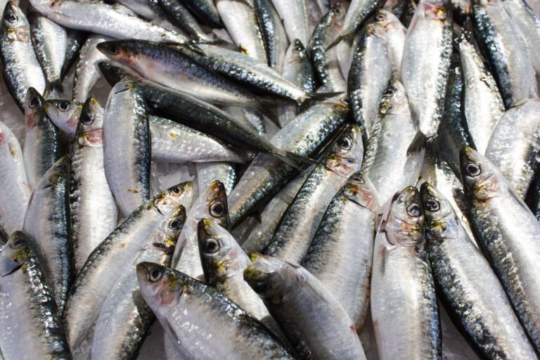 Silberfische loswerden: Tipps für ein schädlingsfreies Zuhause