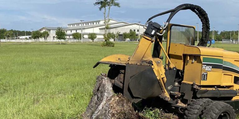 Baumstumpf entfernen: Methoden für eine saubere Fläche