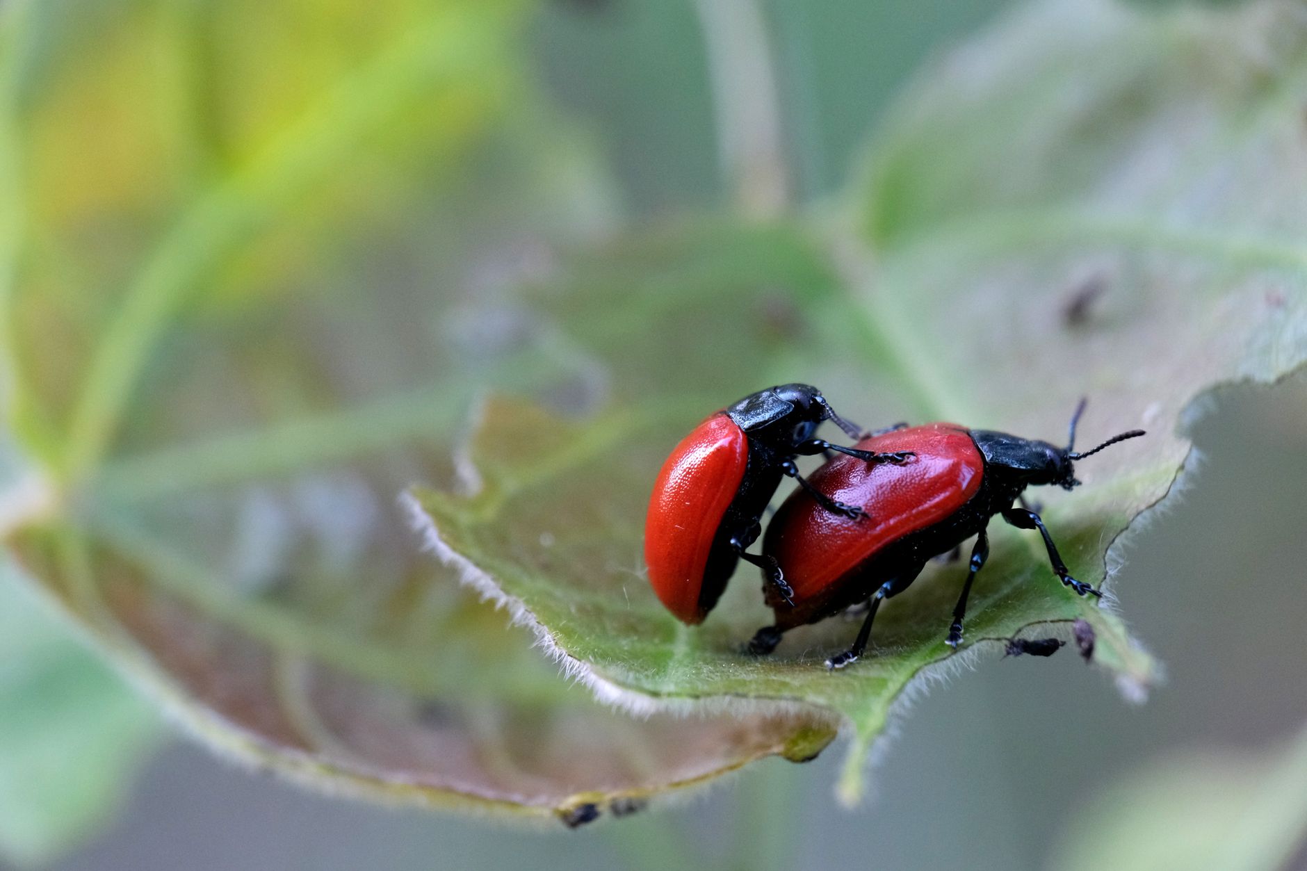 Close-up of two red leaf beetles on a green leaf, highlighting their natural behavior in detail.