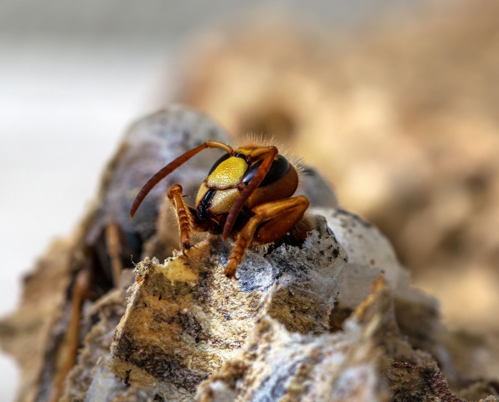 Detailed macro shot of a hornet resting on a nest with a blurred natural background.