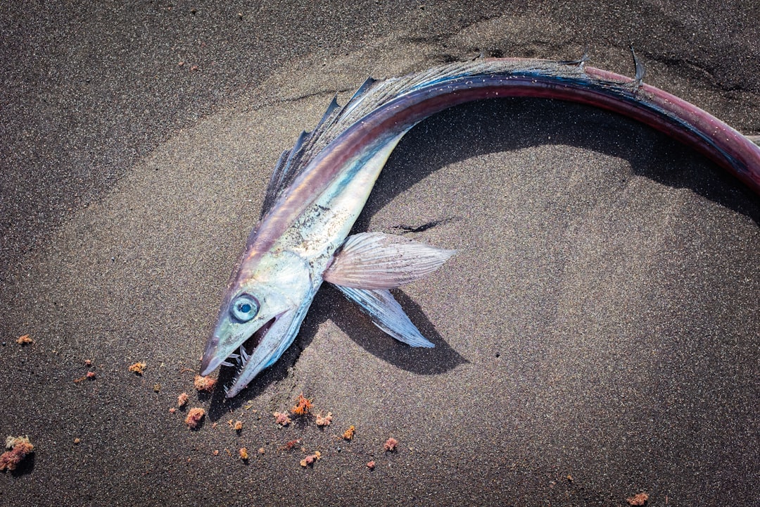 A dead fish laying on the sand on the beach