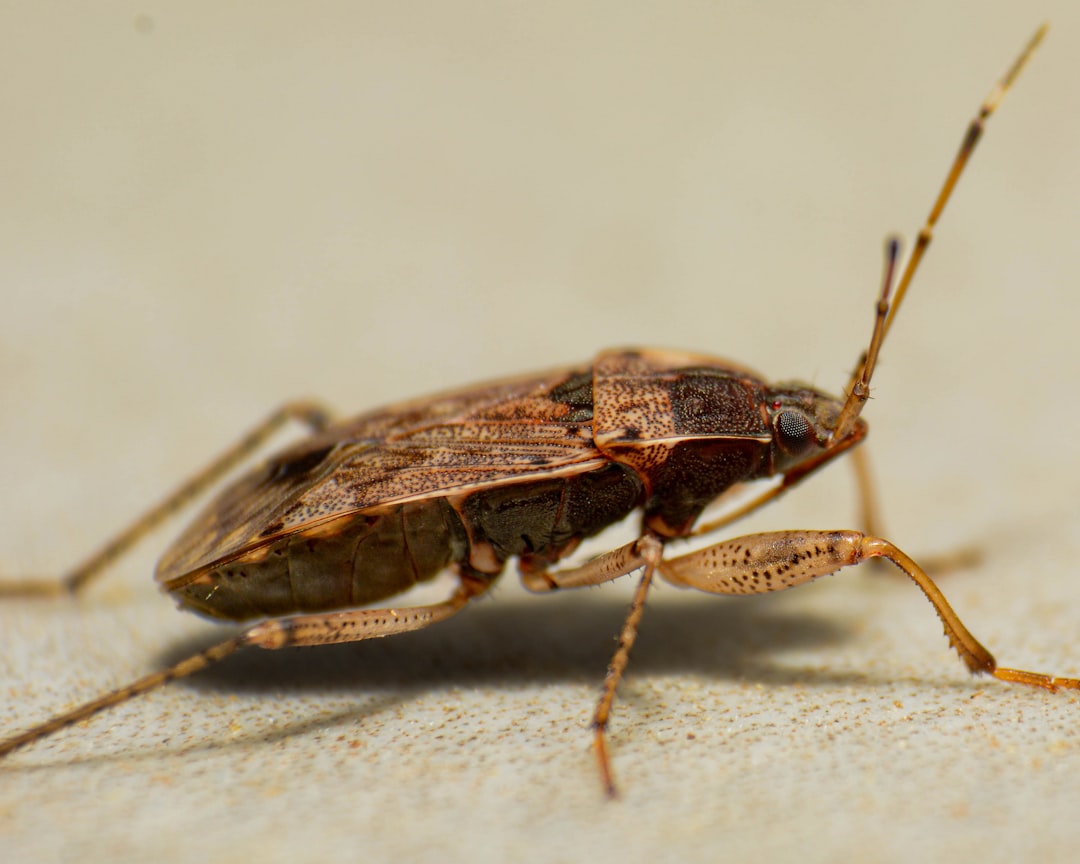 A close up of a bug on the ground